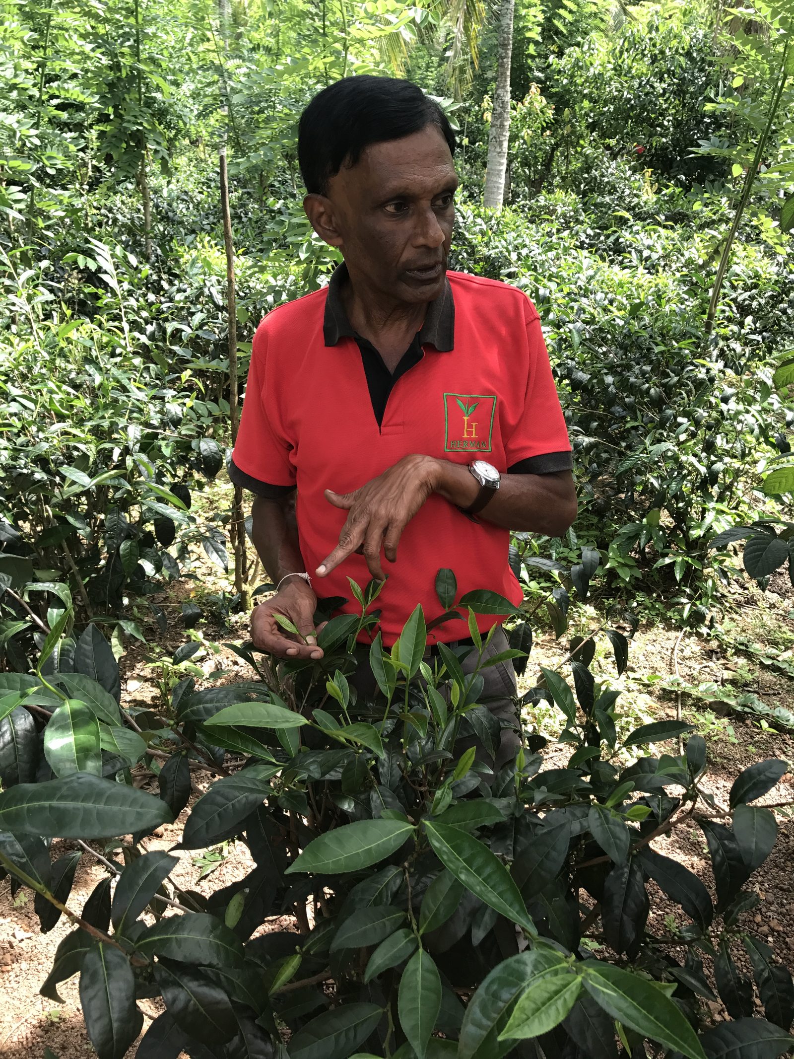 A local guide showing tea plants at a South Coast tea estate