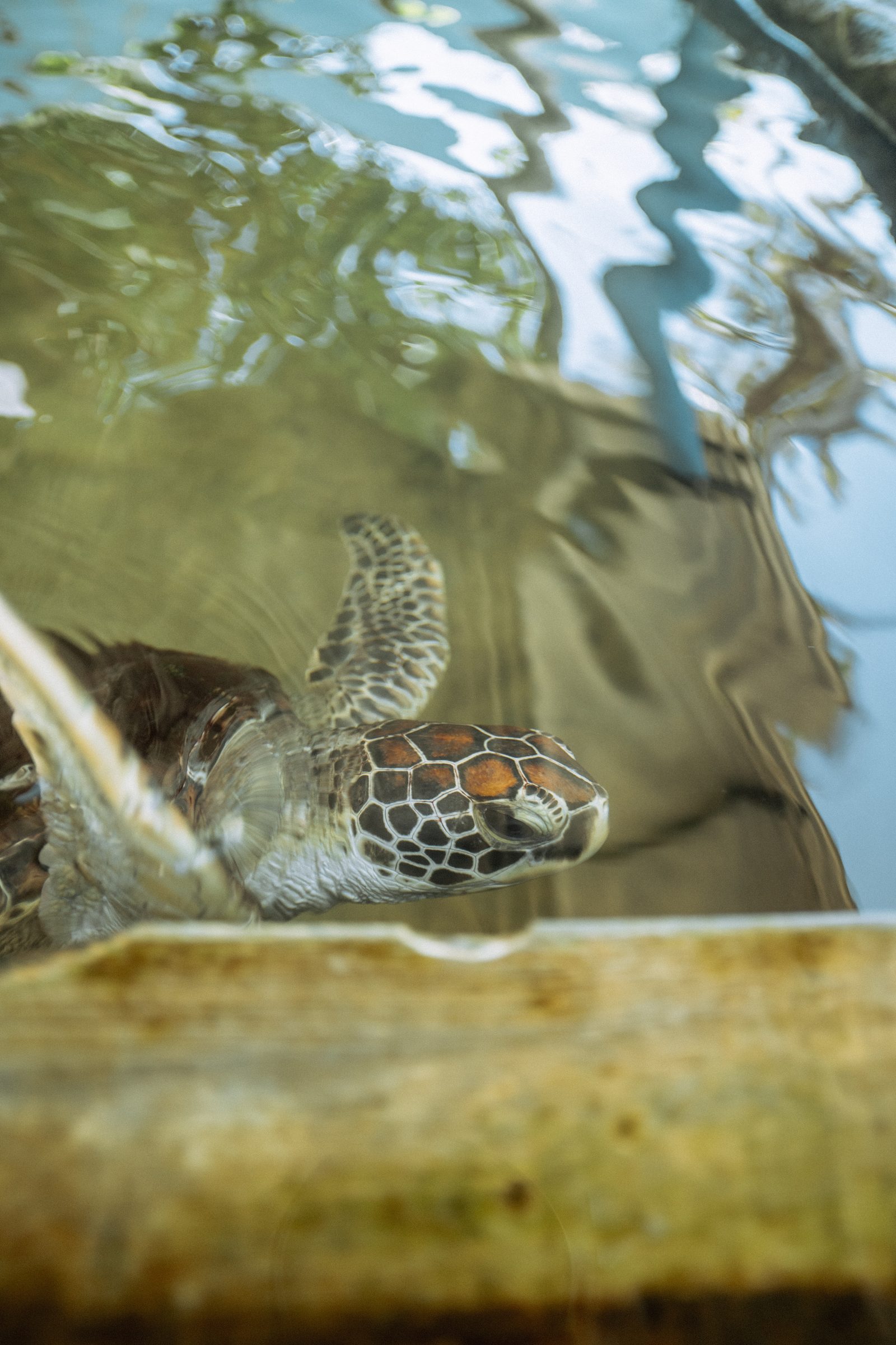 Sea turtles on the South Coast